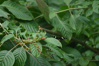 Canon EOS DIGITAL REBEL, 2006:03:11 15:10:31 -- 1/400 sec, f/7.1.  No Flash.3072x2048 Off.