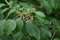 Canon EOS DIGITAL REBEL, 2006:03:11 15:11:38 -- 1/400 sec, f/7.1.  No Flash.3072x2048 Off.