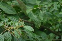 Canon EOS DIGITAL REBEL, 2006:03:11 15:11:40 -- 1/400 sec, f/7.1.  No Flash.3072x2048 Off.