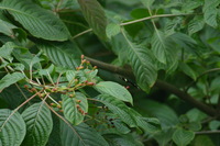 Canon EOS DIGITAL REBEL, 2006:03:11 15:11:42 -- 1/400 sec, f/7.1.  No Flash.3072x2048 Off.