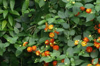 Canon EOS DIGITAL REBEL, 2006:03:11 15:12:03 -- 1/250 sec, f/7.1.  No Flash.3072x2048 Off.