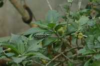 Canon EOS DIGITAL REBEL, 2006:03:11 15:12:41 -- 1/800 sec, f/7.1.  No Flash.3072x2048 Off.