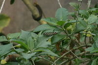 Canon EOS DIGITAL REBEL, 2006:03:11 15:12:52 -- 1/800 sec, f/7.1.  No Flash.3072x2048 Off.