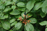 Canon EOS DIGITAL REBEL, 2006:03:11 15:13:24 -- 1/400 sec, f/7.1.  No Flash.3072x2048 Off.