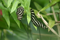 Canon EOS DIGITAL REBEL, 2006:03:11 15:14:00 -- 1/400 sec, f/7.1.  No Flash.3072x2048 Off.