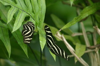 Canon EOS DIGITAL REBEL, 2006:03:11 15:14:02 -- 1/500 sec, f/7.1.  No Flash.3072x2048 Off.