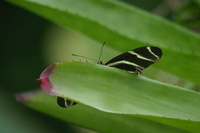 Canon EOS DIGITAL REBEL, 2006:03:11 15:14:21 -- 1/800 sec, f/7.1.  No Flash.3072x2048 Off.