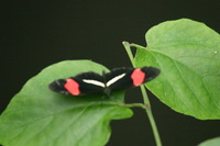 Canon EOS DIGITAL REBEL, 2006:03:11 15:15:27 -- 1/320 sec, f/7.1.  No Flash.3072x2048 Off.