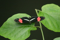 Canon EOS DIGITAL REBEL, 2006:03:11 15:15:30 -- 1/320 sec, f/7.1.  No Flash.3072x2048 Off.