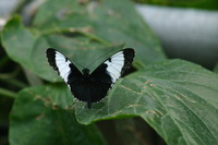 Canon EOS DIGITAL REBEL, 2006:03:11 15:17:06 -- 1/640 sec, f/7.1.  No Flash.3072x2048 Off.