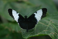 Canon EOS DIGITAL REBEL, 2006:03:11 15:17:09 -- 1/640 sec, f/7.1.  No Flash.3072x2048 Off.