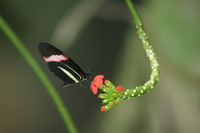 Canon EOS DIGITAL REBEL, 2006:03:11 15:19:23 -- 1/100 sec, f/7.1.  No Flash.3072x2048 Off.