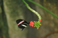 Canon EOS DIGITAL REBEL, 2006:03:11 15:20:05 -- 1/125 sec, f/7.1.  No Flash.3072x2048 Off.