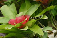 Canon EOS DIGITAL REBEL, 2006:03:11 15:21:01 -- 1/800 sec, f/7.1.  No Flash.3072x2048 Off.