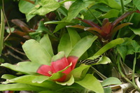 Canon EOS DIGITAL REBEL, 2006:03:11 15:21:09 -- 1/640 sec, f/7.1.  No Flash.3072x2048 Off.