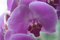 Canon EOS DIGITAL REBEL, 2006:03:11 15:25:37 -- 1/40 sec, f/5.0.  No Flash.3072x2048 Off.