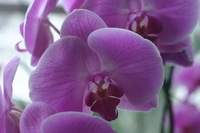 Canon EOS DIGITAL REBEL, 2006:03:11 15:26:36 -- 1/50 sec, f/5.0.  No Flash.3072x2048 Off.