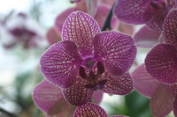 Canon EOS DIGITAL REBEL, 2006:03:11 15:28:20 -- 1/50 sec, f/5.0.  No Flash.3072x2048 Off.