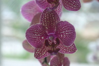 Canon EOS DIGITAL REBEL, 2006:03:11 15:29:41 -- 1/50 sec, f/5.0.  No Flash.3072x2048 Off.