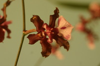 Canon EOS DIGITAL REBEL, 2006:03:11 15:33:07 -- 1/13 sec, f/5.0.  No Flash.3072x2048 Off.