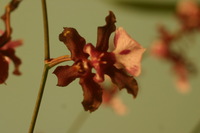 Canon EOS DIGITAL REBEL, 2006:03:11 15:33:32 -- 1/13 sec, f/5.0.  No Flash.3072x2048 Off.