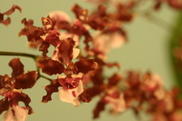 Canon EOS DIGITAL REBEL, 2006:03:11 15:34:11 -- 1/30 sec, f/5.0.  No Flash.3072x2048 Off.