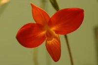 Canon EOS DIGITAL REBEL, 2006:03:11 15:35:28 -- 1/50 sec, f/5.0.  No Flash.3072x2048 Off.