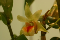 Canon EOS DIGITAL REBEL, 2006:03:11 15:36:16 -- 1/50 sec, f/5.0.  No Flash.3072x2048 Off.