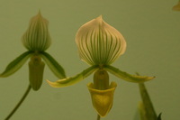 Canon EOS DIGITAL REBEL, 2006:03:11 15:36:43 -- 1/160 sec, f/4.5.  No Flash.3072x2048 Off.