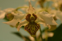 Canon EOS DIGITAL REBEL, 2006:03:11 15:40:59 -- 1/25 sec, f/4.5.  No Flash.3072x2048 Off.