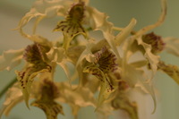 Canon EOS DIGITAL REBEL, 2006:03:11 15:41:10 -- 1/30 sec, f/4.5.  No Flash.3072x2048 Off.