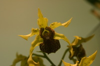 Canon EOS DIGITAL REBEL, 2006:03:11 15:41:30 -- 1/50 sec, f/4.5.  No Flash.3072x2048 Off.