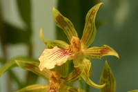 Canon EOS DIGITAL REBEL, 2006:03:11 15:41:47 -- 1/15 sec, f/4.5.  No Flash.3072x2048 Off.