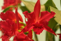 Canon EOS DIGITAL REBEL, 2006:03:11 16:10:17 -- 1/60 sec, f/4.5.  No Flash.3072x2048 Off.