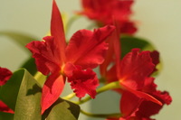 Canon EOS DIGITAL REBEL, 2006:03:11 16:10:26 -- 1/100 sec, f/4.5.  No Flash.3072x2048 Off.