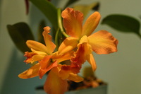 Canon EOS DIGITAL REBEL, 2006:03:11 16:10:33 -- 1/200 sec, f/4.5.  No Flash.3072x2048 Off.