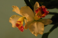 Canon EOS DIGITAL REBEL, 2006:03:11 16:10:43 -- 1/250 sec, f/4.5.  No Flash.3072x2048 Off.