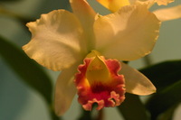 Canon EOS DIGITAL REBEL, 2006:03:11 16:10:50 -- 1/200 sec, f/4.5.  No Flash.3072x2048 Off.