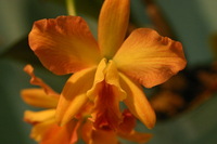 Canon EOS DIGITAL REBEL, 2006:03:11 16:11:01 -- 1/200 sec, f/4.5.  No Flash.3072x2048 Off.