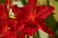 Canon EOS DIGITAL REBEL, 2006:03:11 16:11:35 -- 1/80 sec, f/4.5.  No Flash.3072x2048 Off.