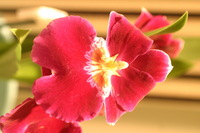 Canon EOS DIGITAL REBEL, 2006:03:11 16:12:35 -- 1/80 sec, f/4.5.  No Flash.3072x2048 Off.