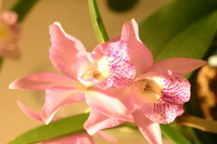 Canon EOS DIGITAL REBEL, 2006:03:11 16:12:46 -- 1/80 sec, f/4.5.  No Flash.3072x2048 Off.