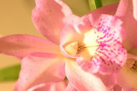 Canon EOS DIGITAL REBEL, 2006:03:11 16:12:52 -- 1/80 sec, f/4.5.  No Flash.3072x2048 Off.