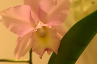 Canon EOS DIGITAL REBEL, 2006:03:11 16:13:02 -- 1/80 sec, f/4.5.  No Flash.3072x2048 Off.