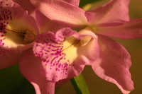 Canon EOS DIGITAL REBEL, 2006:03:11 16:13:41 -- 1/250 sec, f/4.5.  No Flash.3072x2048 Off.