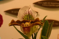 Canon EOS DIGITAL REBEL, 2006:03:11 16:14:52 -- 1/100 sec, f/4.5.  No Flash.3072x2048 Off.