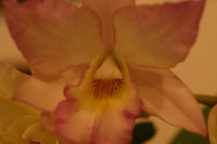 Canon EOS DIGITAL REBEL, 2006:03:11 16:15:00 -- 1/125 sec, f/4.5.  No Flash.3072x2048 Off.