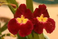 Canon EOS DIGITAL REBEL, 2006:03:11 16:15:11 -- 1/50 sec, f/4.5.  No Flash.3072x2048 Off.