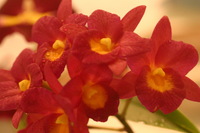 Canon EOS DIGITAL REBEL, 2006:03:11 16:15:28 -- 1/40 sec, f/4.5.  No Flash.3072x2048 Off.