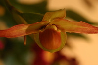 Canon EOS DIGITAL REBEL, 2006:03:11 16:15:40 -- 1/80 sec, f/4.5.  No Flash.3072x2048 Off.